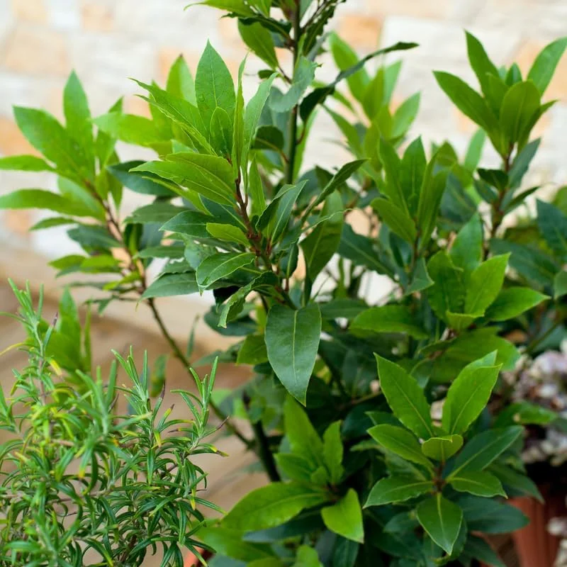 Bay Leaf Live Plant - 5-8 Inch Tall, Culinary Herb Tree in 4 Inch Pot for Indoor Outdoor Garden - Image 1