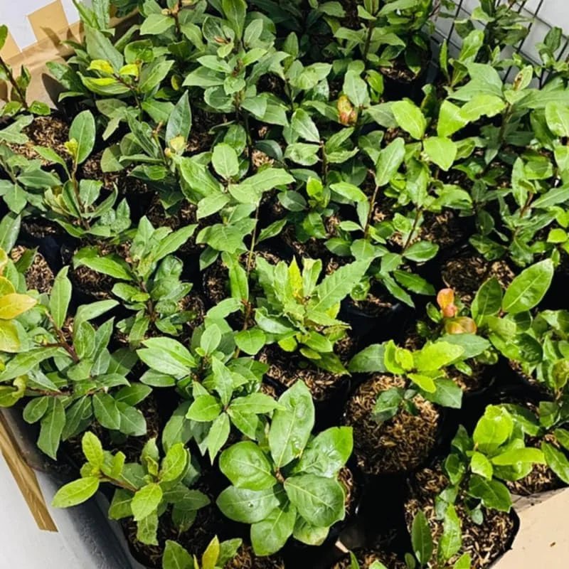 Bay Leaf Live Plant, 8-12 Inch Tall Bay Laurel Tree, 4 Inch Pot, Perennial Herb - Image 2