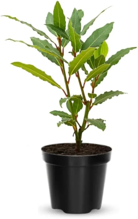 Bay Leaf Live Plant, 8-12 Inch Tall Bay Laurel Tree, 4 Inch Pot, Perennial Herb - Image 1