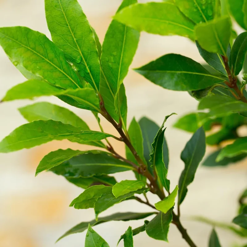 Bay Leaf Live Plant, Laurus Nobilis, 1 Year Old, 4" Pot, Indoor/Outdoor - Image 3