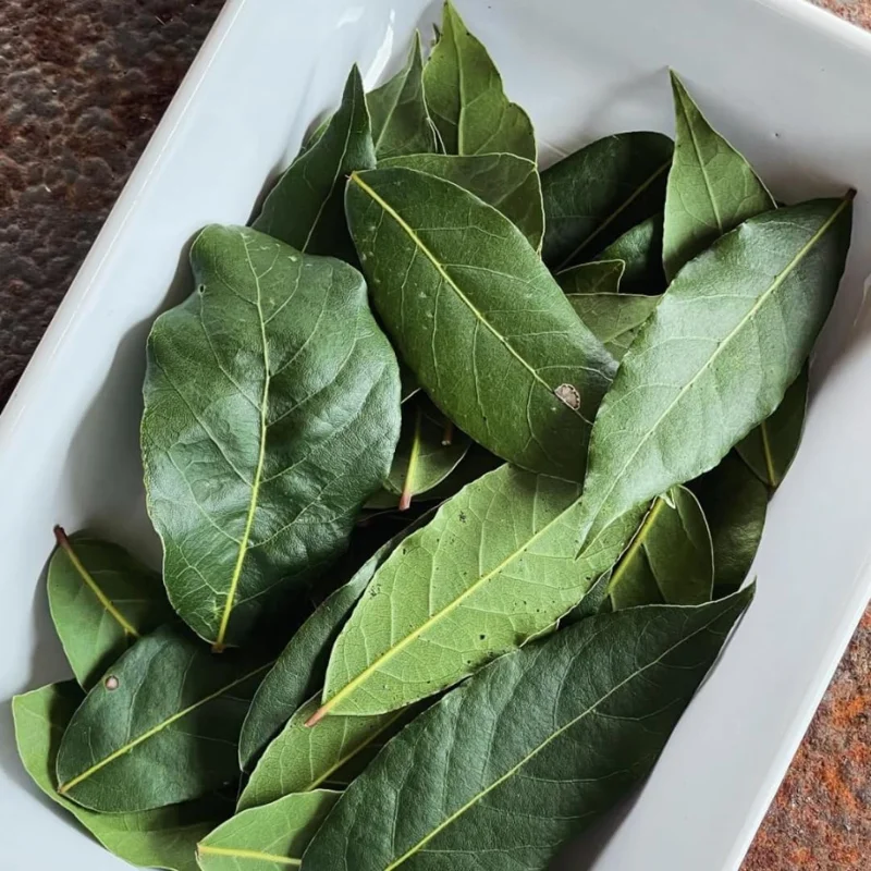 Bay Leaf Live Plant, Laurus Nobilis, 1 Year Old, 4" Pot, Indoor/Outdoor - Image 4