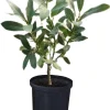 Bay Leaf Live Plant, Laurus Nobilis, 1 Year Old, 4" Pot, Indoor/Outdoor - Image 1