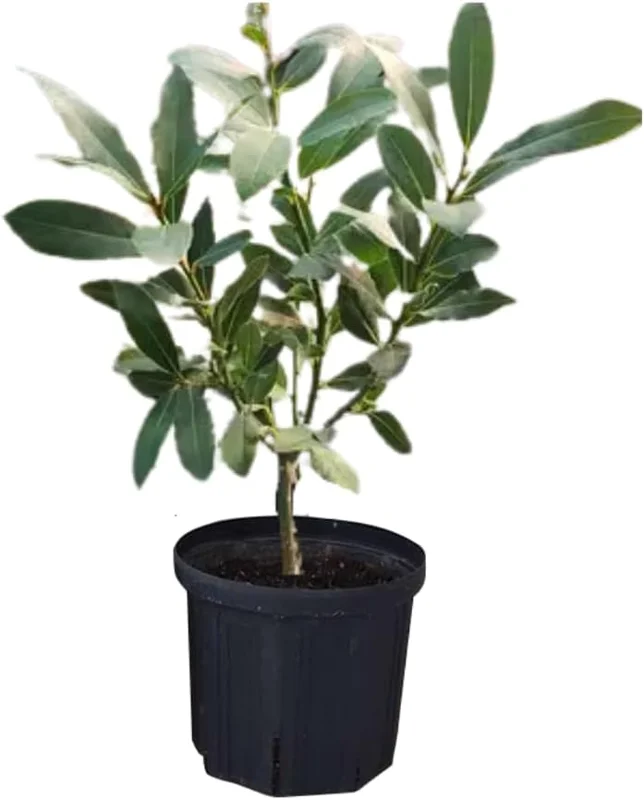 Bay Leaf Live Plant, Laurus Nobilis, 1 Year Old, 4" Pot, Indoor/Outdoor - Image 1