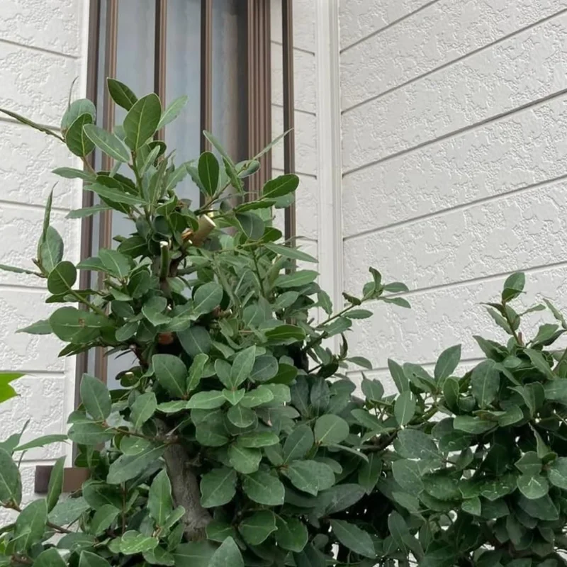 Bay Leaf Live Plant, Laurus Nobilis, 1 Year Old, 4" Pot, Indoor/Outdoor - Image 5