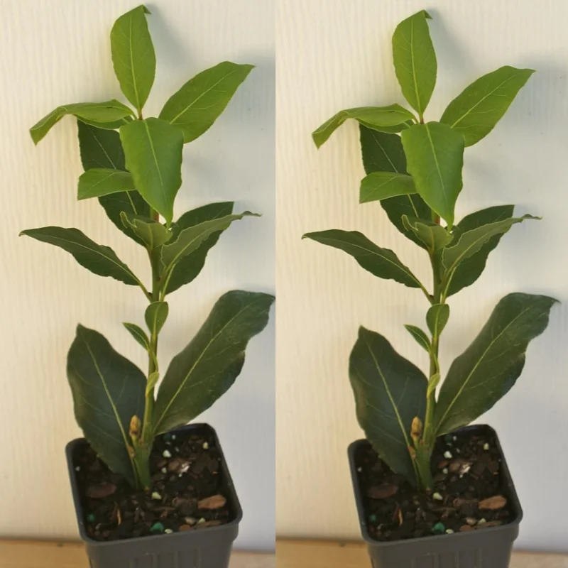 Bay Leaf Live Plant, Laurus Nobilis, 1 Year Old, 4" Pot, Indoor/Outdoor - Image 6