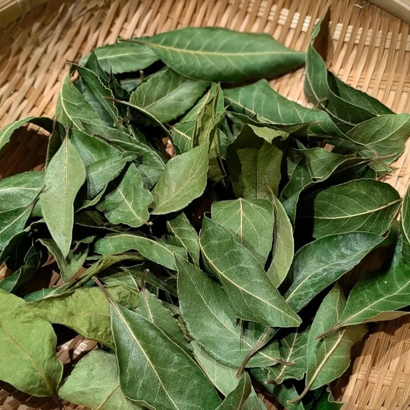 Bay Leaf Live Plant, Laurus Nobilis, 1 Year Old, 4" Pot, Indoor/Outdoor - Image 7