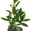 Bay Leaf Live Plant (Laurus Nobilis) - 8-10" Tall, 4" Pot - Indoor/Outdoor Herb - Image 1