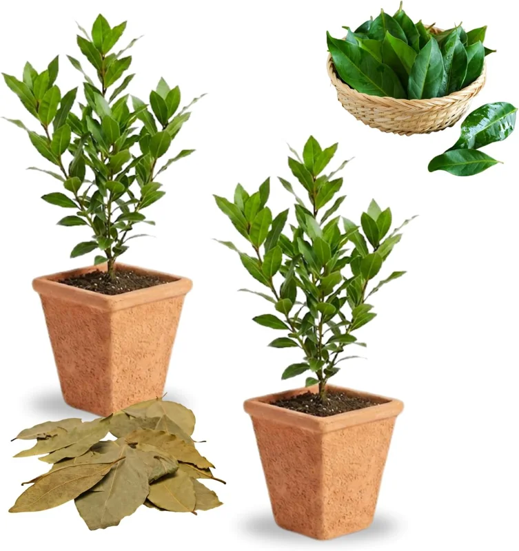 Bay Leaf Live Plant (Laurus Nobilis) - 8-12" Tall, 4" Pot, Sweet Bay Laurel Herb, Indoor/Outdoor - Image 5