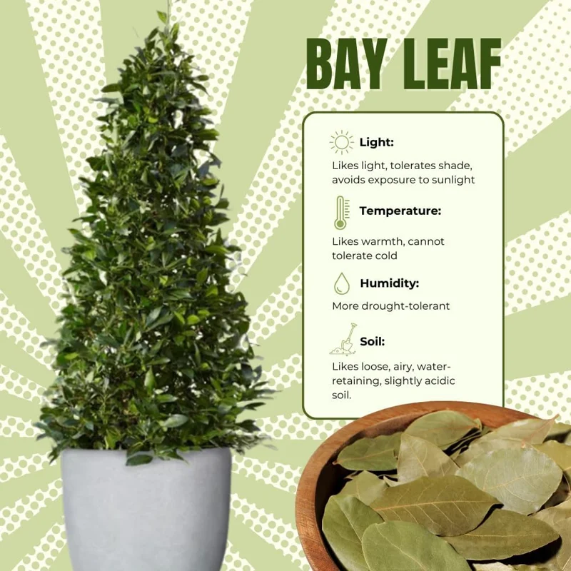 Bay Leaf Live Plant (Laurus Nobilis) - 8-12" Tall, 4" Pot, Sweet Bay Laurel Herb, Indoor/Outdoor - Image 6