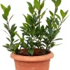 Bay Leaf Live Plant (Laurus Nobilis) - 8-12" Tall, 4" Pot, Sweet Bay Laurel Herb, Indoor/Outdoor - Image 1