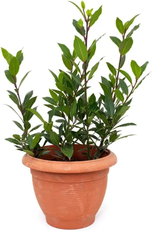 Bay Leaf Live Plant (Laurus Nobilis) - 8-12" Tall, 4" Pot, Sweet Bay Laurel Herb, Indoor/Outdoor - Image 1