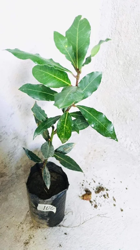 Bay Leaf Live Plant (Laurus Nobilis) - 8-12" Tall, 4" Pot, Sweet Bay Laurel Herb, Indoor/Outdoor - Image 8