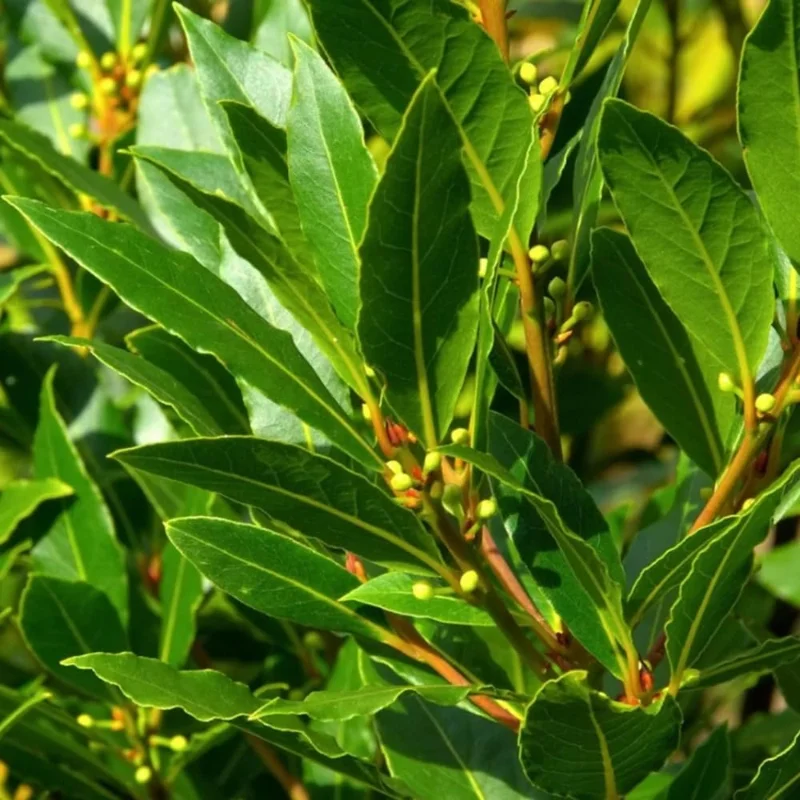 Bay Leaf Tree Live Plant – Laurus Nobilis – 1 Ft Tall in 4 Inch Pot – Indoor/Outdoor - Image 2