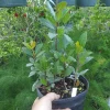 Bay Leaf Tree Live Plant – Laurus Nobilis – 1 Ft Tall in 4 Inch Pot – Indoor/Outdoor - Image 1