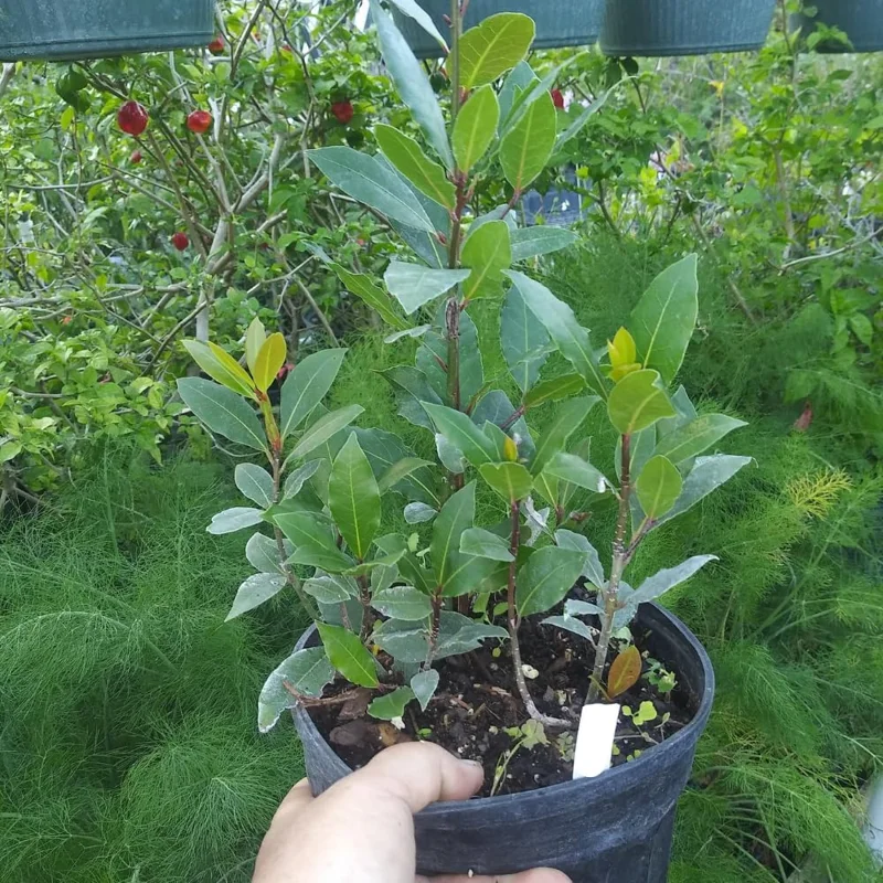 Bay Leaf Tree Live Plant – Laurus Nobilis – 1 Ft Tall in 4 Inch Pot – Indoor/Outdoor - Image 1