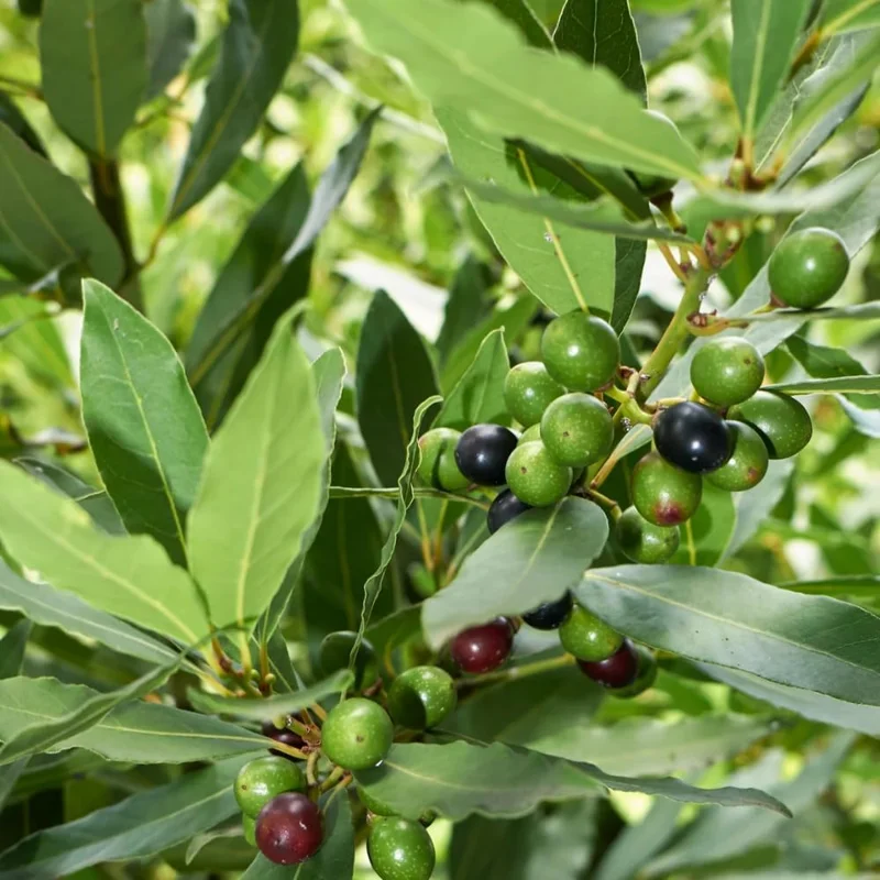 Bay Leaf Tree Live Plant, Laurus Nobilis Sweet Bay Laurel, 6-10" Tall in 4" Pot, Culinary Herb - Image 2