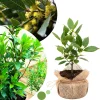 Bay Leaf Tree Live Plant - Laurus Nobilis Sweet Bay Laurel, 6-10" Tall in 4" Pot, Culinary Herb - Image 1