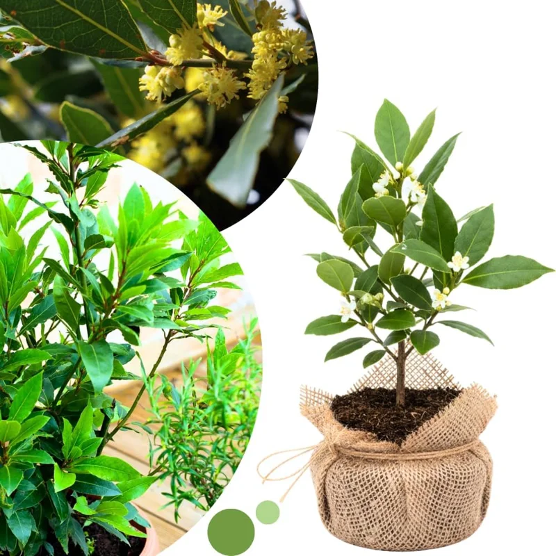 Bay Leaf Tree Live Plant - Laurus Nobilis Sweet Bay Laurel, 6-10" Tall in 4" Pot, Culinary Herb - Image 1