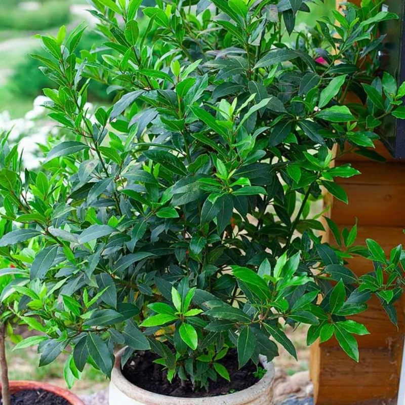 Bay Leaf Tree Live Plant, Laurus Nobilis Sweet Bay Laurel, 6-10" Tall in 4" Pot, Culinary Herb - Image 1