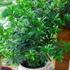 Bay Leaf Tree Live Plant - Sweet Bay Laurel Laurus Nobilis 8-10 Inches - Indoor/Outdoor Herb - Image 1