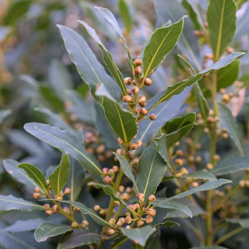 Bay Leaf Tree Live Plant - Sweet Bay Laurel Laurus Nobilis 8-10 Inches - Indoor/Outdoor Herb - Image 2