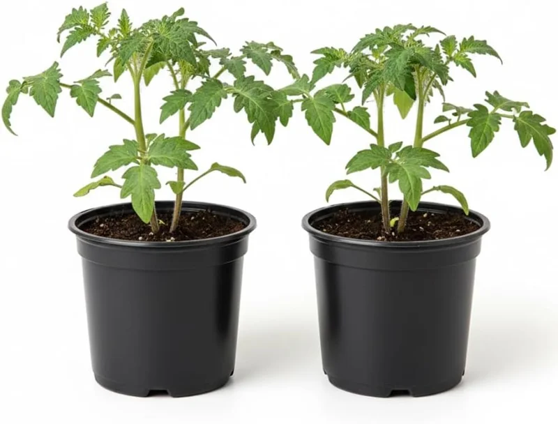 Beefsteak Tomato Plants Live – 2-Pack, 4-inch Pot, 4-6 Inch Tall for Outdoor Garden - Image 2