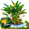 Bird of Paradise Live Plant - Tropical Ornamental Houseplant (Orange) 6-8" Tall - Indoor/Outdoor Zones 9-11 - Image 1