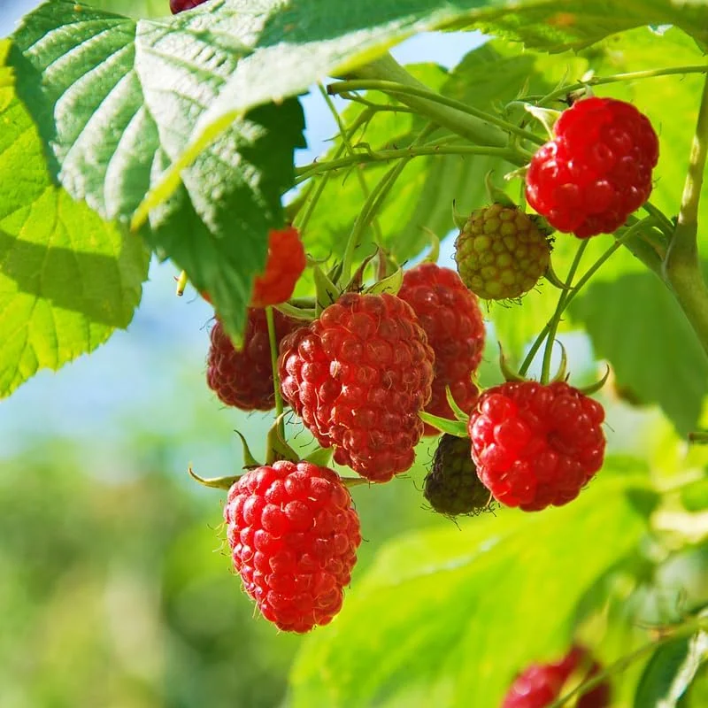 Black Raspberry Live Plant - 6-12 Inch Height, Sweet Fruit Bush Outdoor - Image 2