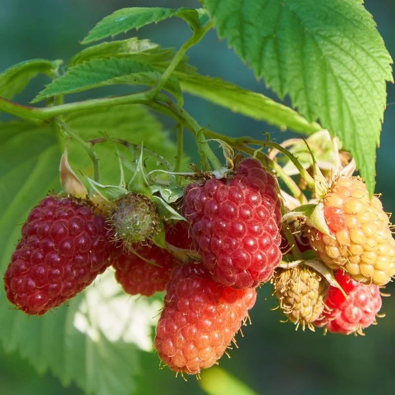 Black Raspberry Live Plant - 6-12 Inch Height, Sweet Fruit Bush Outdoor - Image 3