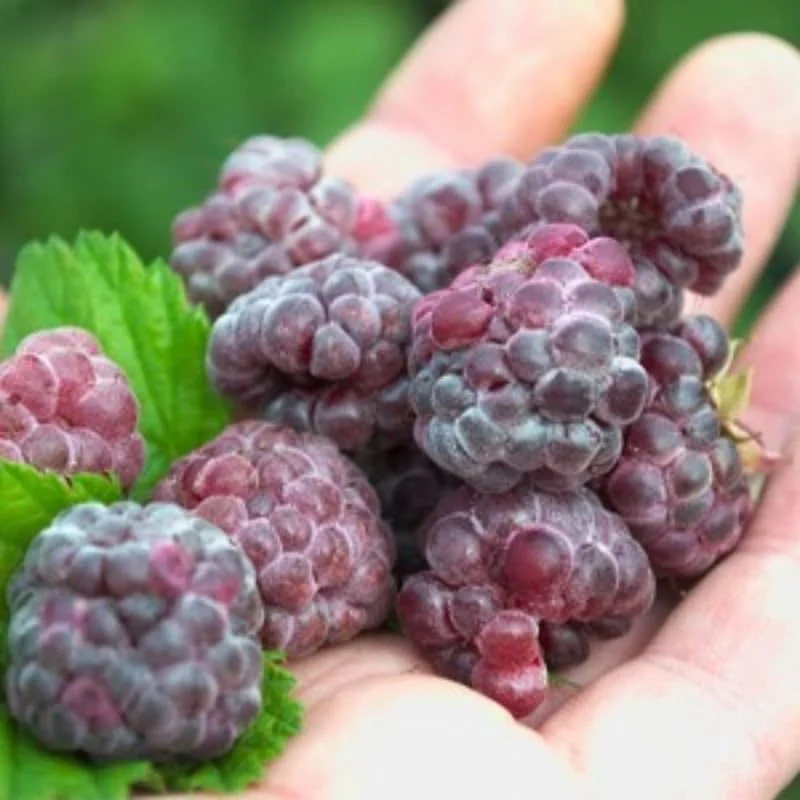 Black Raspberry Live Plant - 6-12 Inch Height, Sweet Fruit Bush Outdoor - Image 4