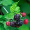 Black Raspberry Live Plant - 6-12 Inch Height, Sweet Fruit Bush Outdoor - Image 1