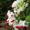 Bleeding Heart Vine Live Plant - 5-8 Inch Tall Glory Plant Perennial for Outdoor Garden - Image 1