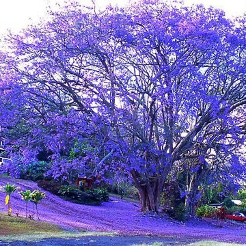 Blue Jacaranda Tree Live Plant, Jacaranda Mimosifolia, 6-8 Inch Tall, Outdoor - Image 2