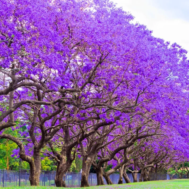 Blue Jacaranda Tree Live Plant, Jacaranda Mimosifolia, 6-8 Inch Tall, Outdoor - Image 3
