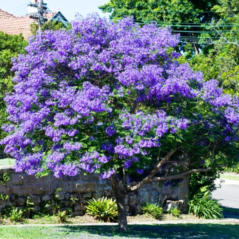 Blue Jacaranda Tree Live Plant, Jacaranda Mimosifolia, 6-8 Inch Tall, Outdoor - Image 4