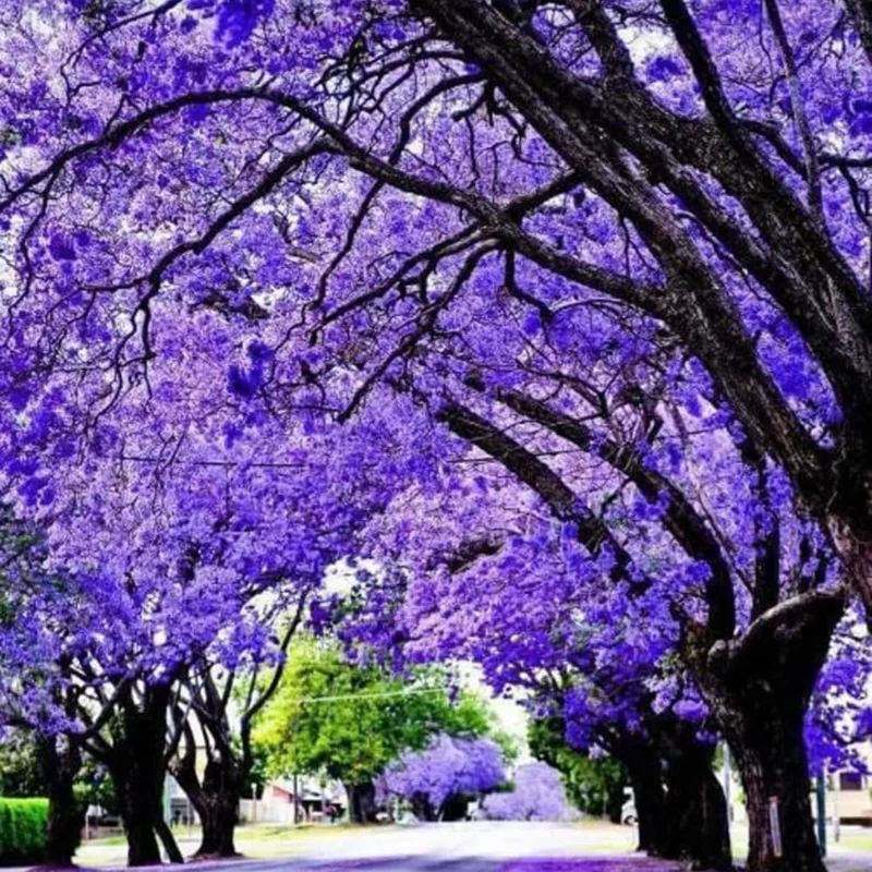 Blue Jacaranda Tree Live Plant, Jacaranda Mimosifolia, 6-8 Inch Tall, Outdoor - Image 5