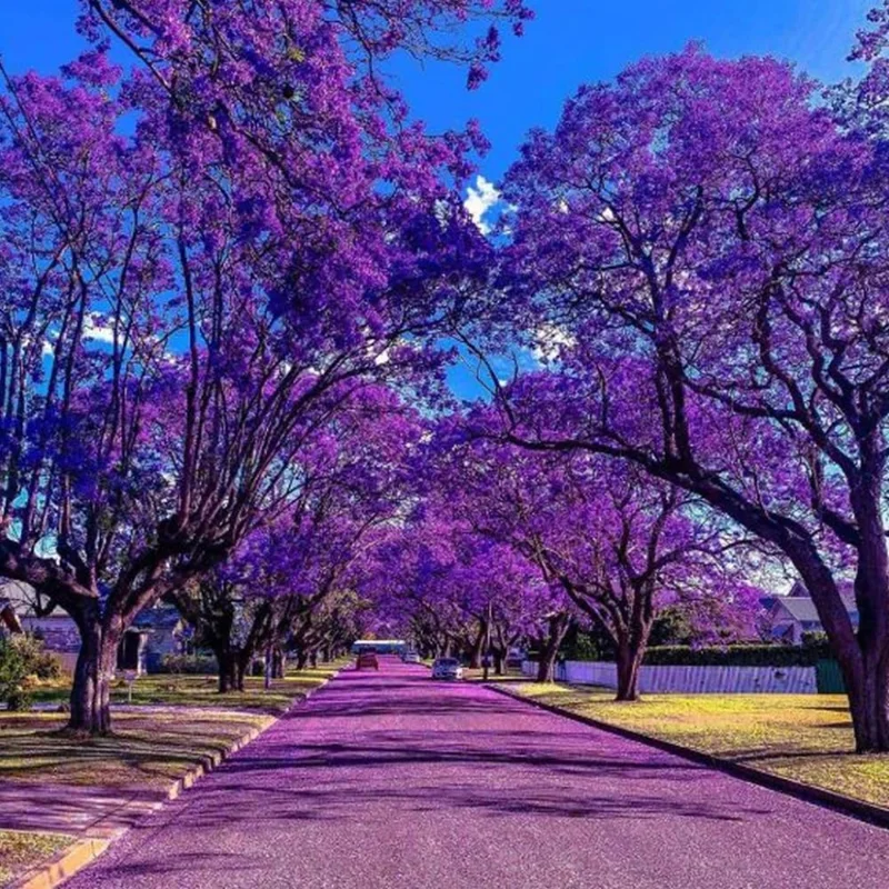Blue Jacaranda Tree Live Plant, Jacaranda Mimosifolia, 6-8 Inch Tall, Outdoor - Image 6