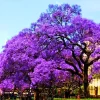 Blue Jacaranda Tree Live Plant, Jacaranda Mimosifolia, 6-8 Inch Tall, Outdoor - Image 1