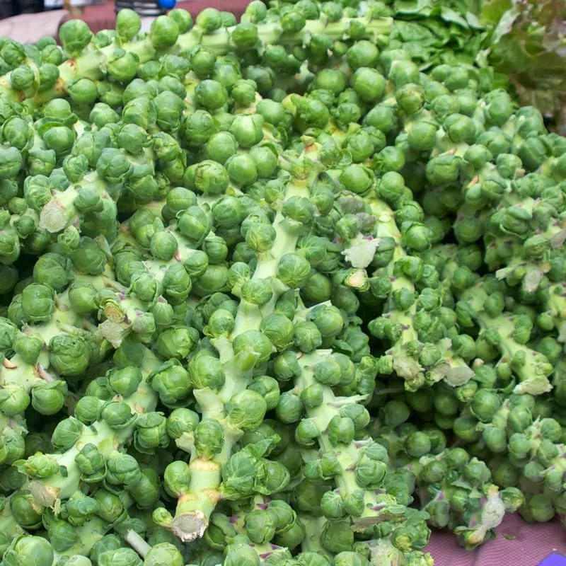 Brussel Sprouts Live Plant - Fresh Vegetable in 4" Pot for Home Garden - Image 2