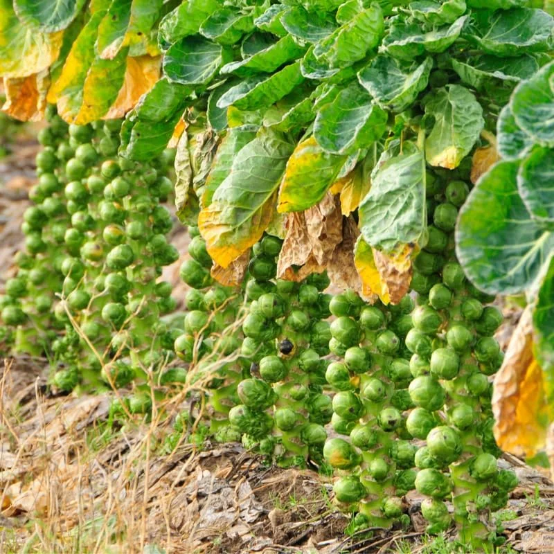 Brussel Sprouts Live Plant - Fresh Vegetable in 4" Pot for Home Garden - Image 1