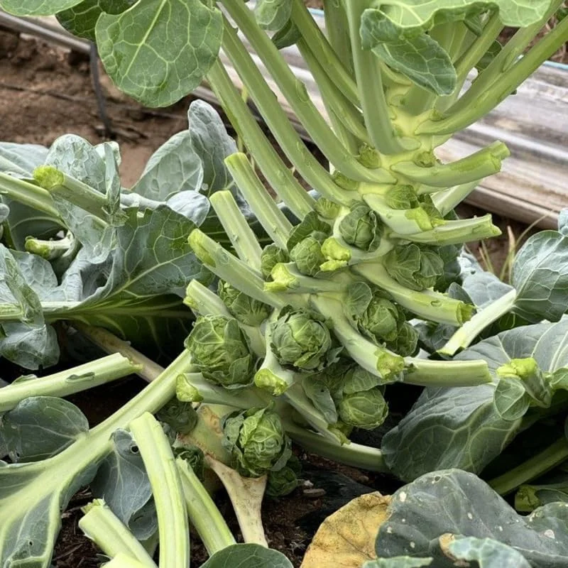 Brussels Sprouts Live Plant - 2 Pack, 4 Inch Pot, Cold Hardy Vegetable for Garden & Containers - Image 2