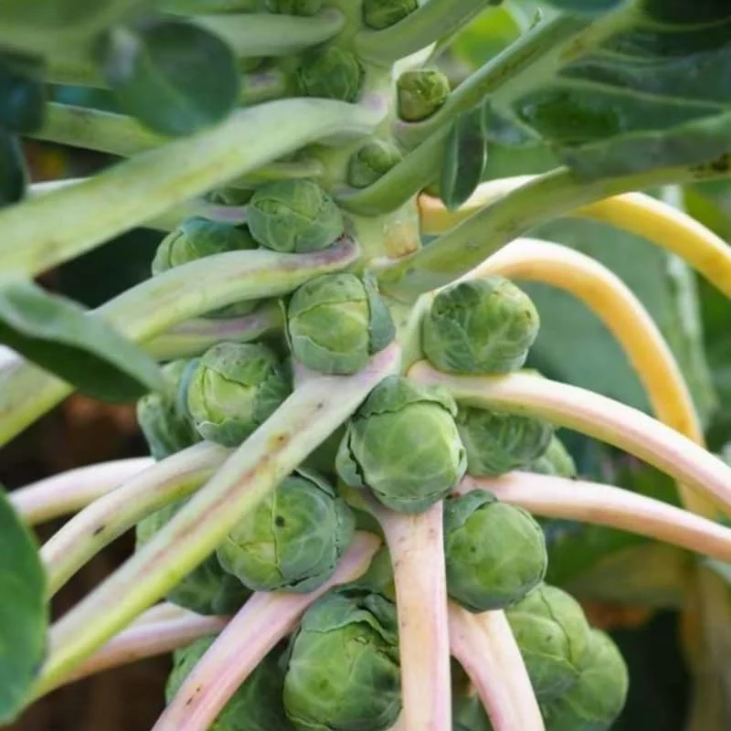 Brussels Sprouts Live Plant - 2 Pack, 4 Inch Pot, Cold Hardy Vegetable for Garden & Containers - Image 1