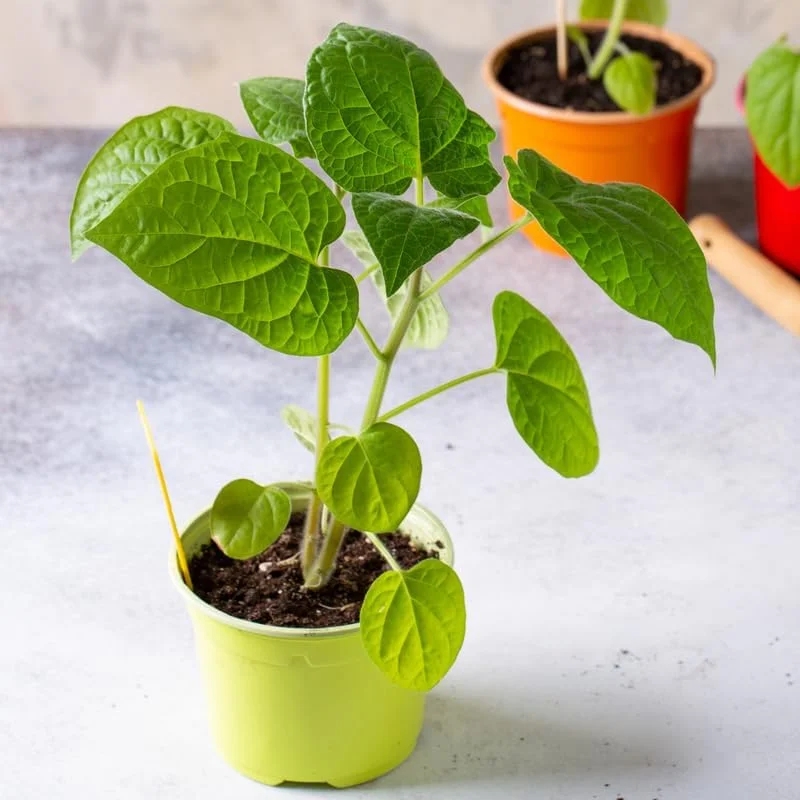 Cape Gooseberry Live Plant - 2 Pack, 4 Inch Pot, Sweet Yellow Fruits, Outdoor - Image 2