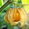 Cape Gooseberry Live Plant - Sweet Golden Berry Fruit Plant, 7-10" Tall in 4" Pot - Image 1