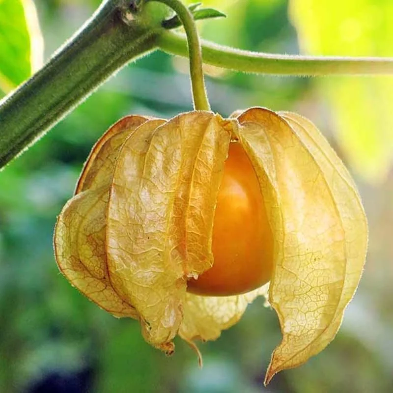 Cape Gooseberry Live Plant - Sweet Golden Berry Fruit Plant, 7-10" Tall in 4" Pot - Image 1