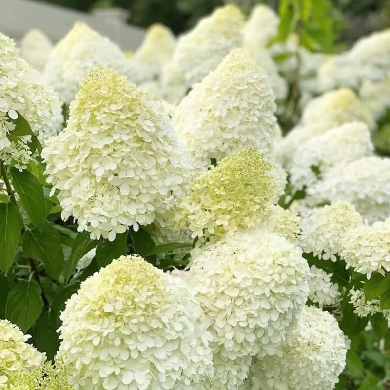 Change Color Hydrangea Live Plant - White to Pink Blooms, 2.5 Inch Pot, Outdoor Shrub - Image 2