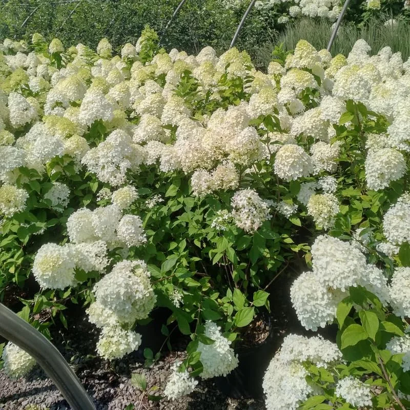 Change Color Hydrangea Live Plant - White to Pink Blooms, 2.5 Inch Pot, Outdoor Shrub - Image 3