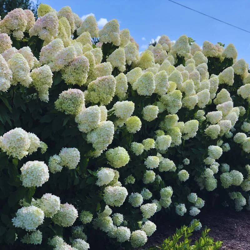 Change Color Hydrangea Live Plant - White to Pink Blooms, 2.5 Inch Pot, Outdoor Shrub - Image 4