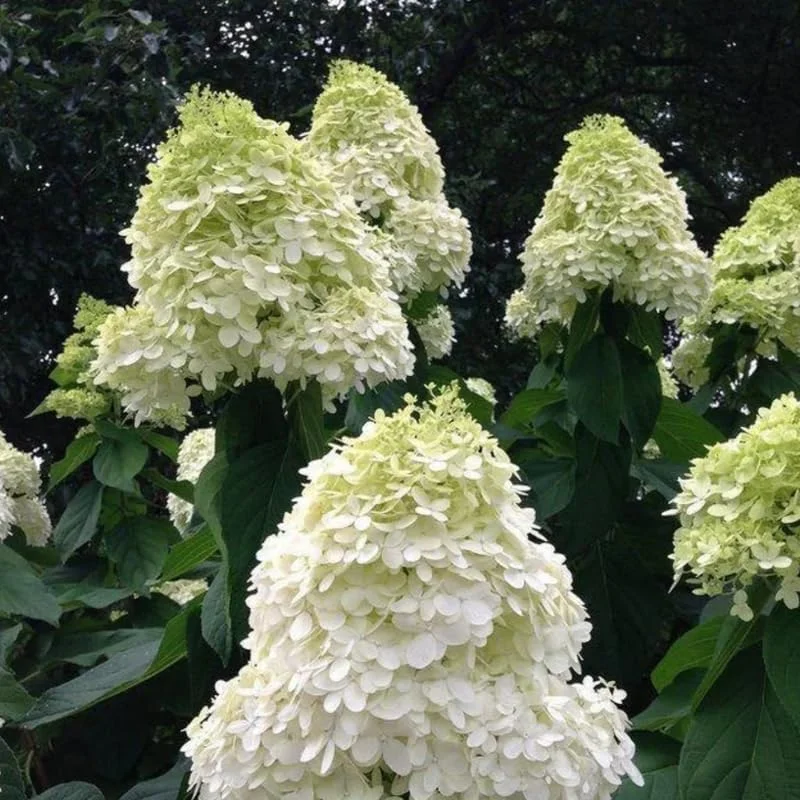 Change Color Hydrangea Live Plant - White to Pink Blooms, 2.5 Inch Pot, Outdoor Shrub - Image 5