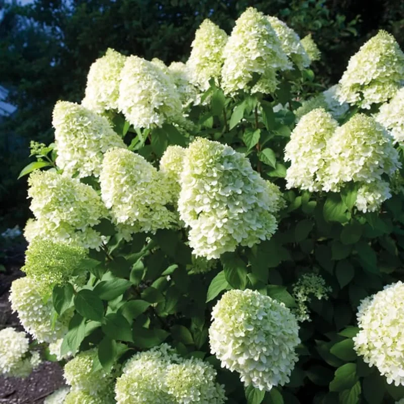 Change Color Hydrangea Live Plant - White to Pink Blooms, 2.5 Inch Pot, Outdoor Shrub - Image 6